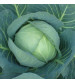Cabbage / Patta Gobi Hybrid Super Ball 25 grams
